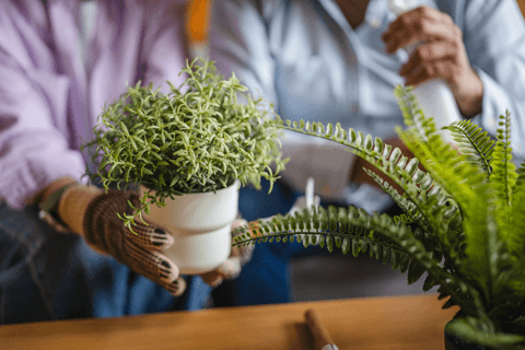Pot & Plant with Bunnings