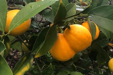 The Restorative Power of the Humble Lemon – Workshop